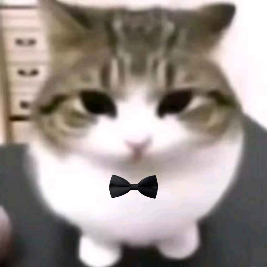 猫meme的虾片