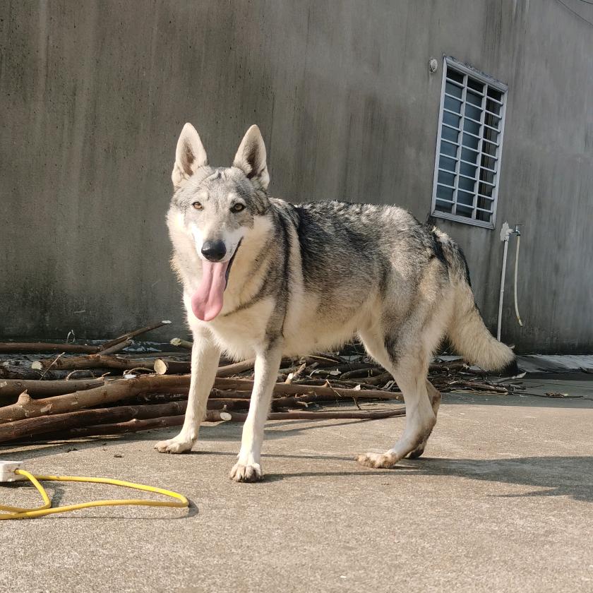湖北艾特犬舍