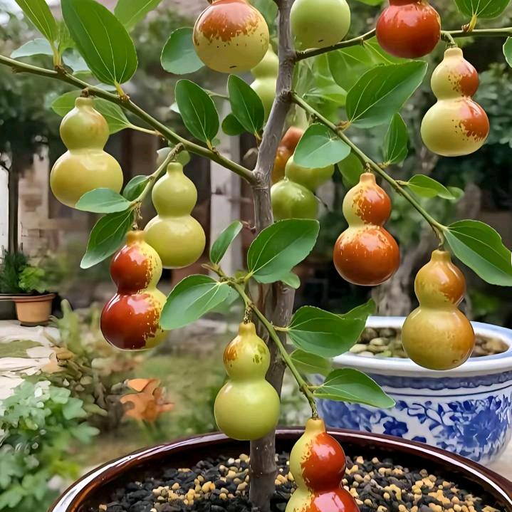 🌹我是花开有期🌹