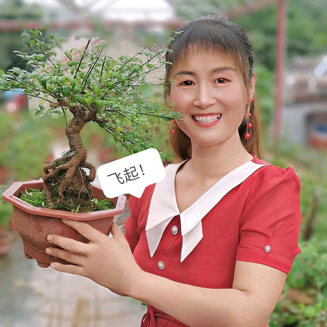 友缘迎春盆景