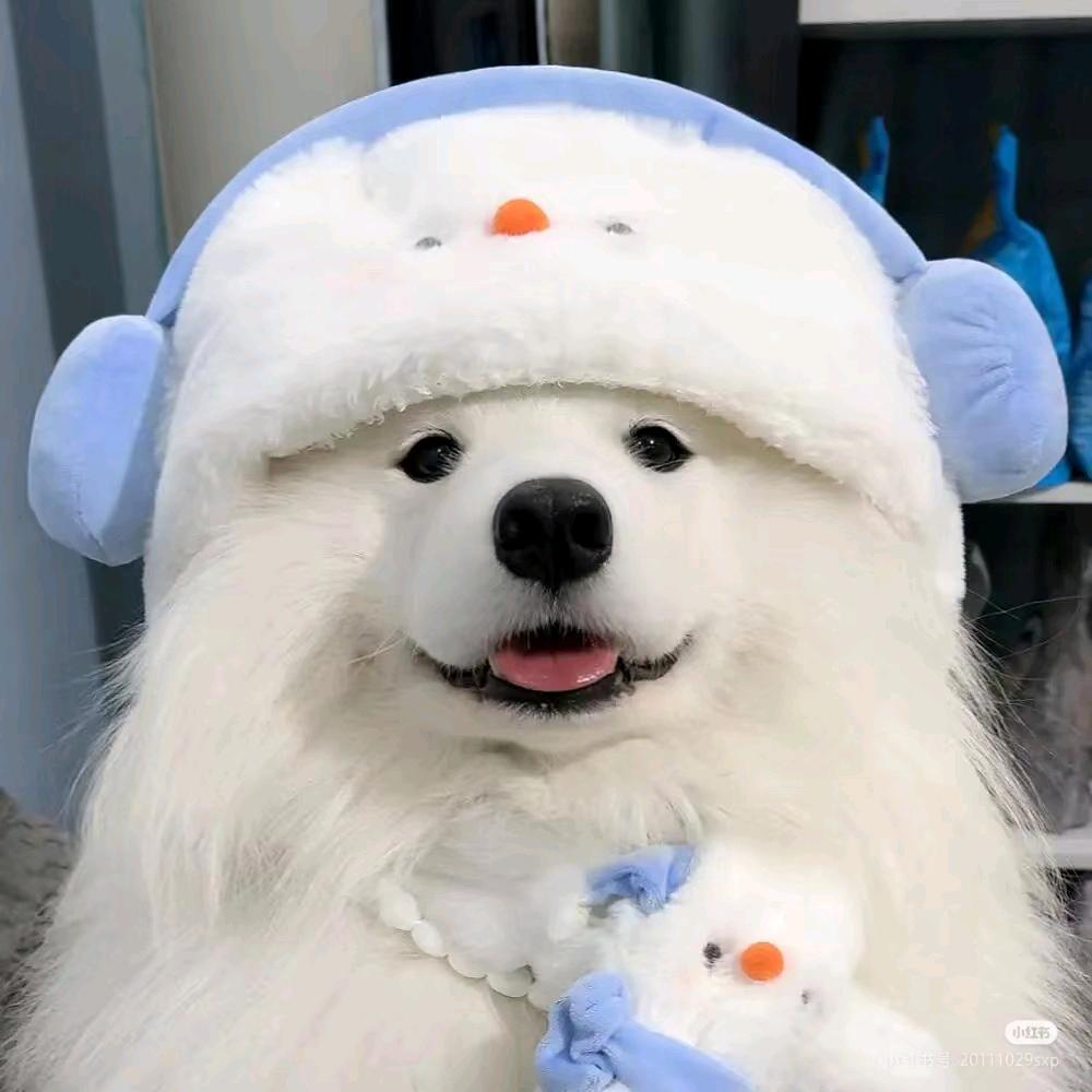 忘忘忘小狗