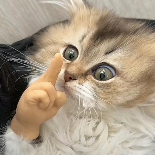 皿🧸