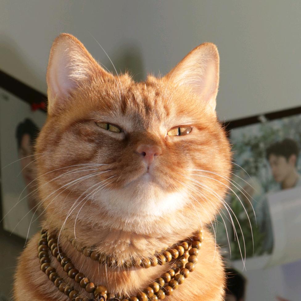 AAAA-猫猫大师☯️