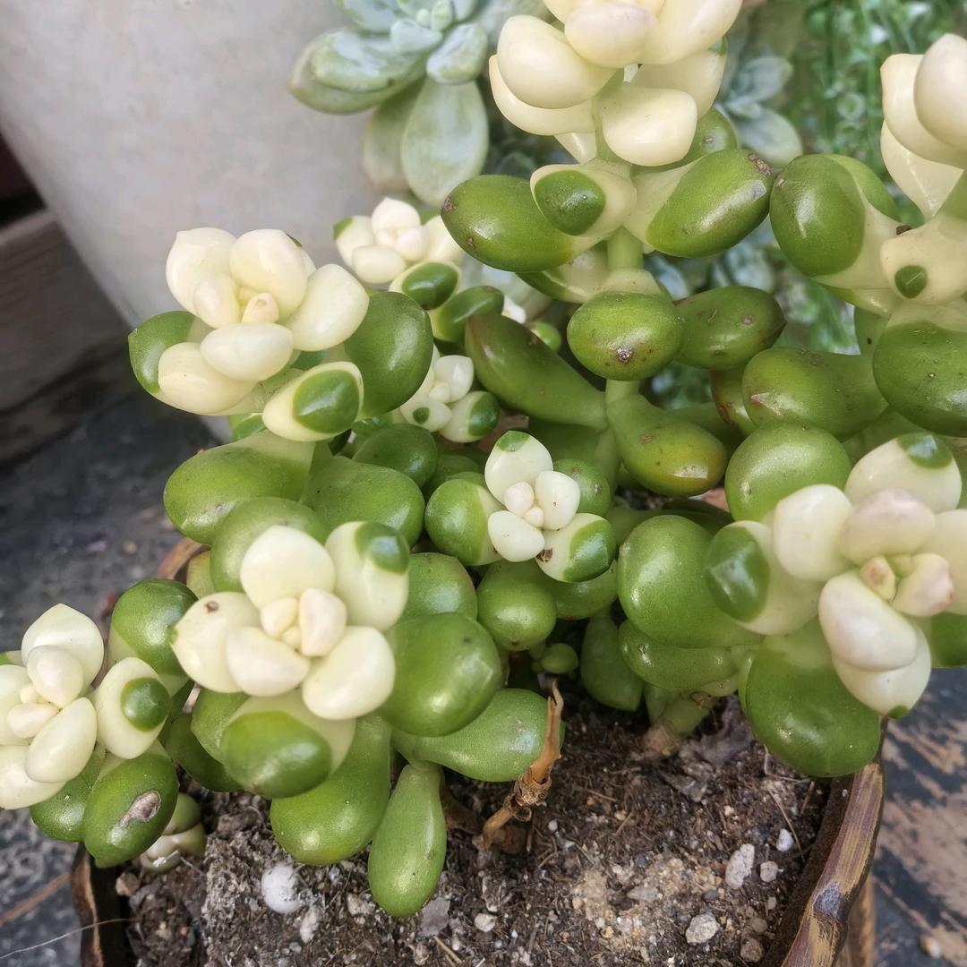 夏天的雪花