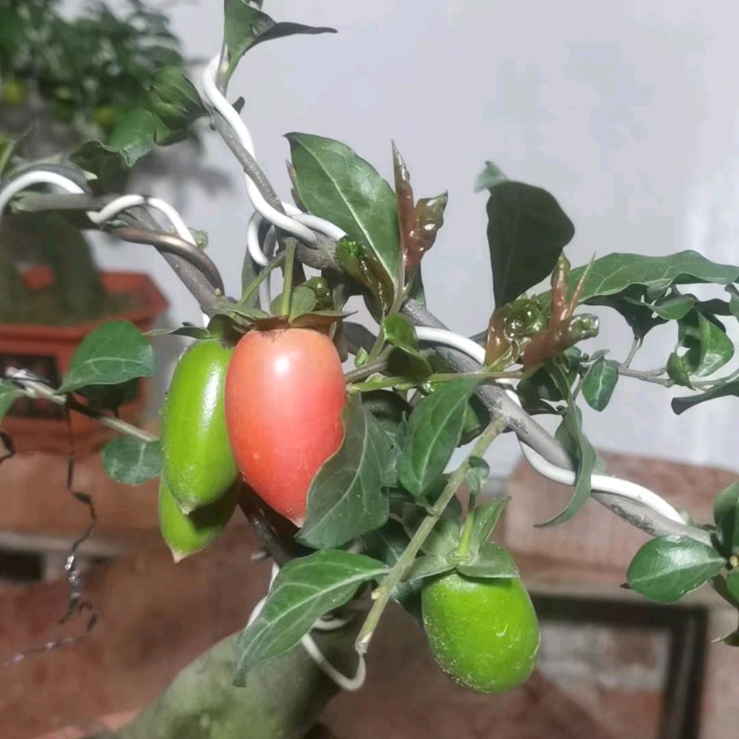 泸州小罗盆景园