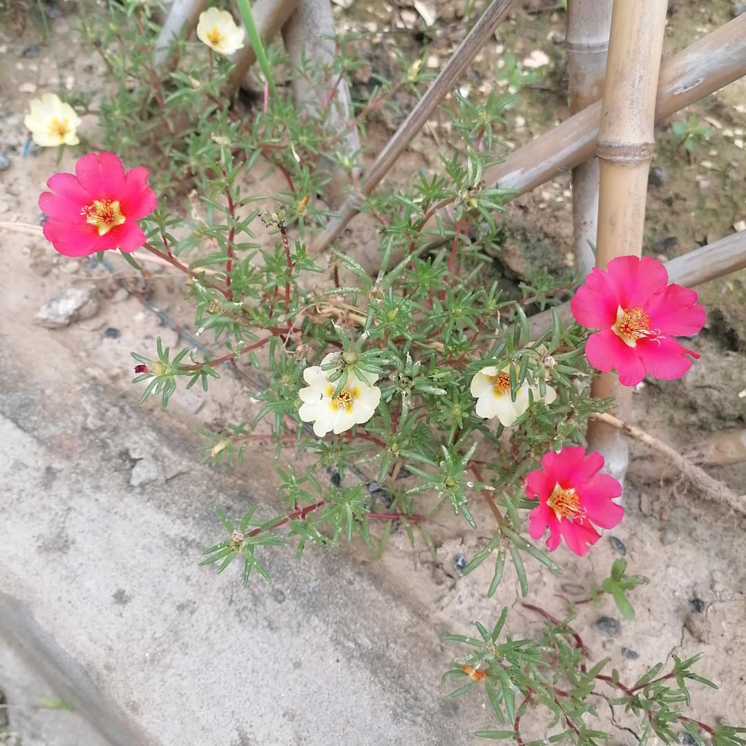 小丽