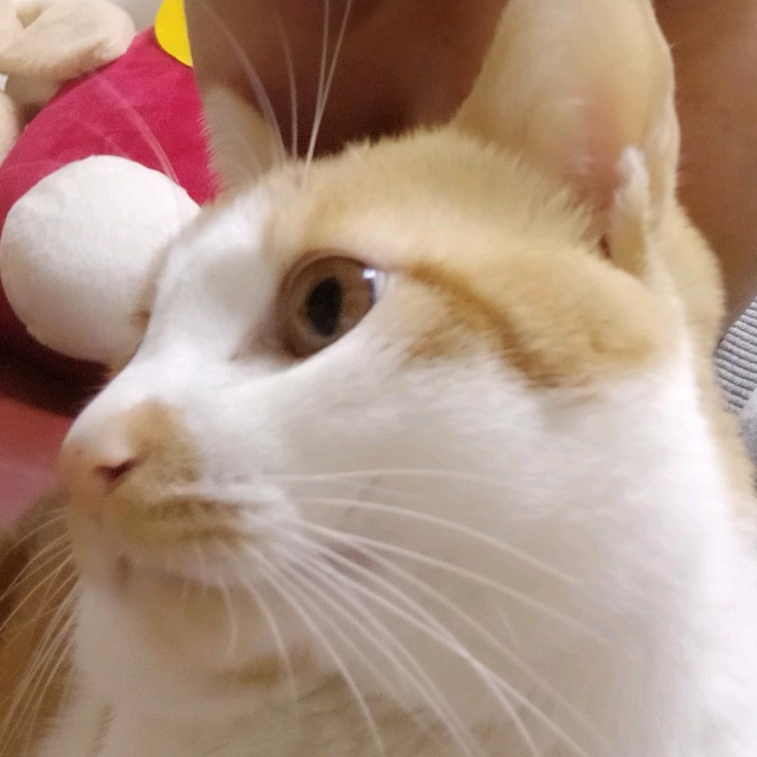 柒七