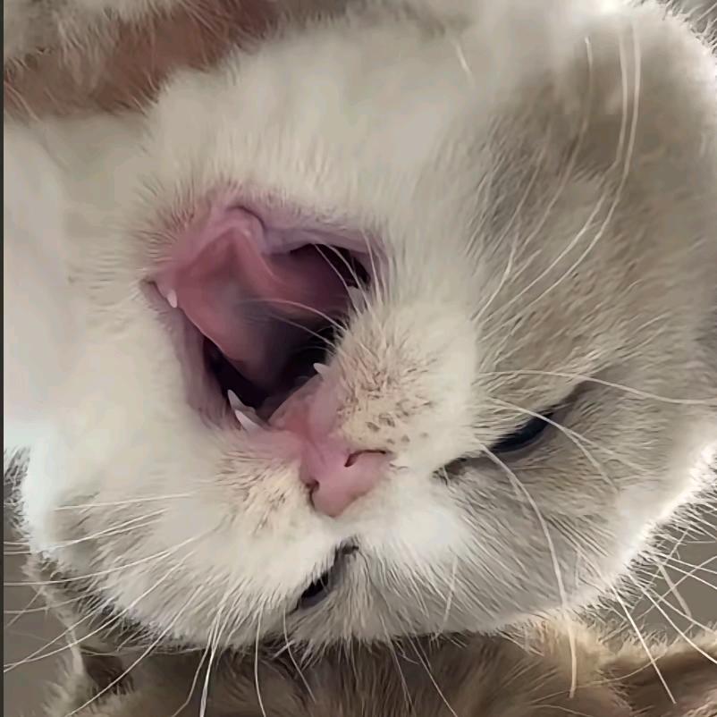 叽里呱啦