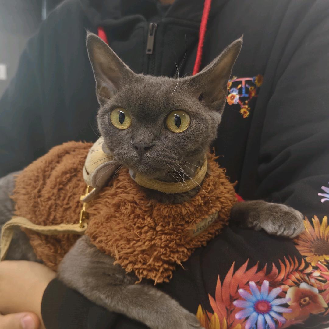 鱼摆摆