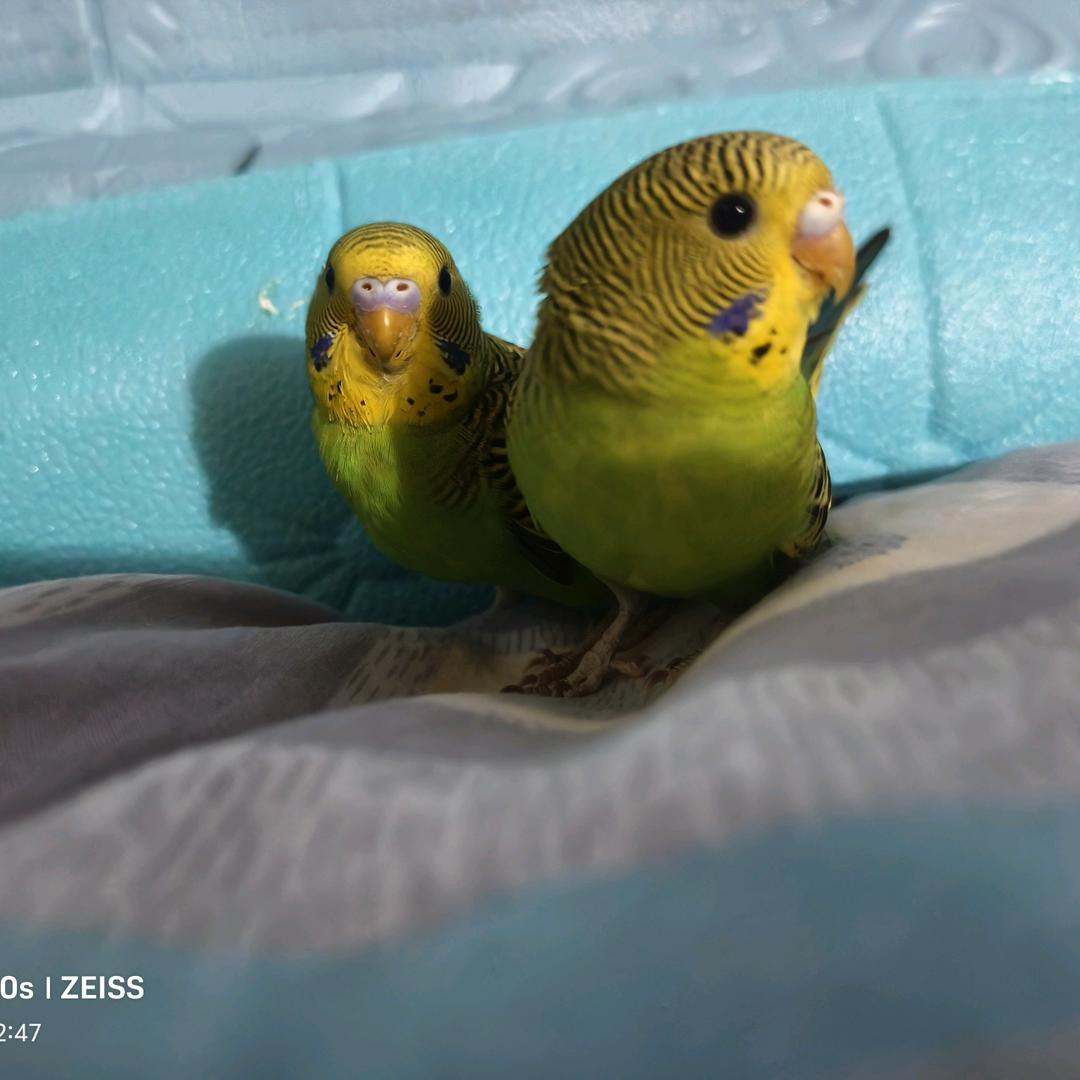 ᭄ཽ࿆࿐雨落💕心尘ꦿꦼღ