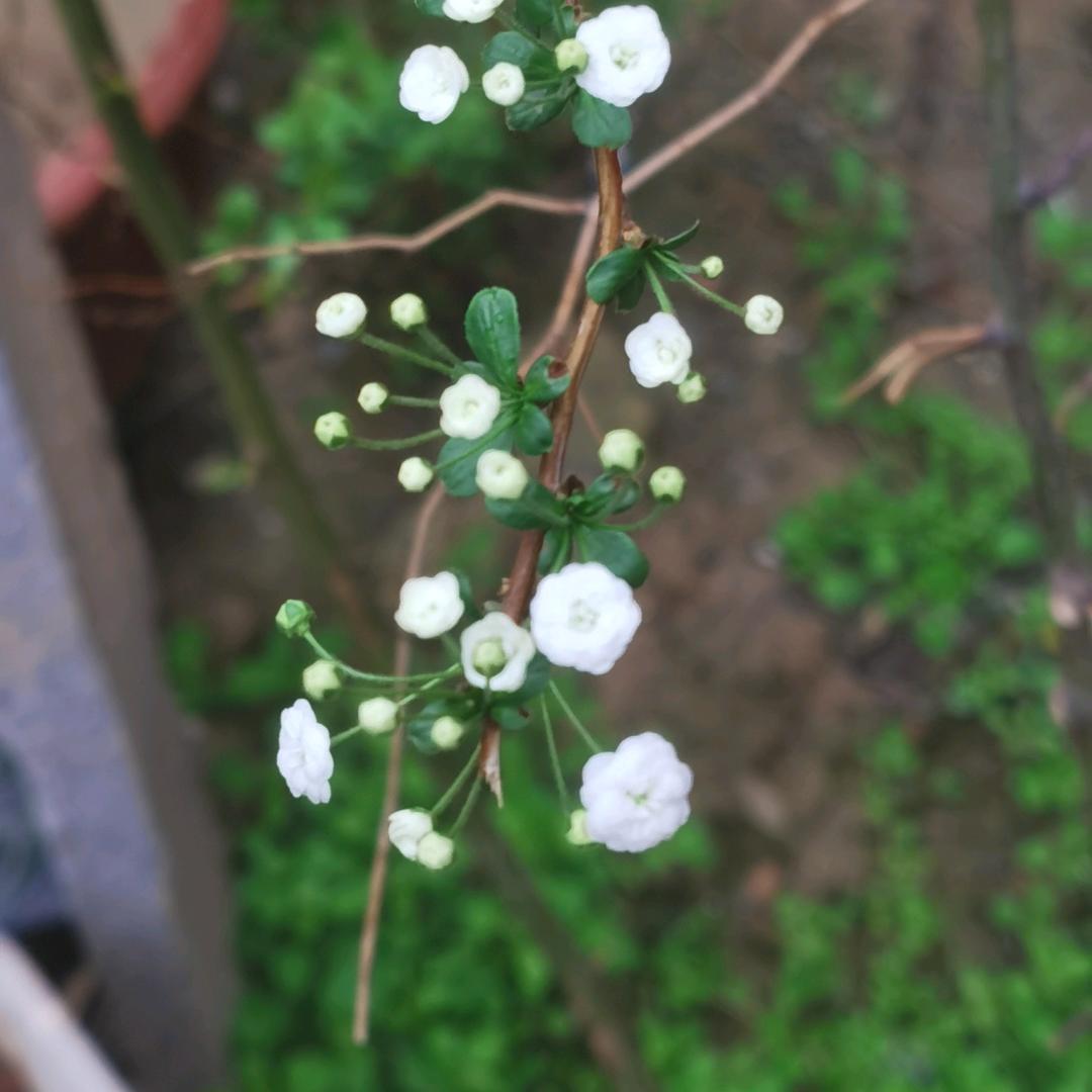 卢苇荡