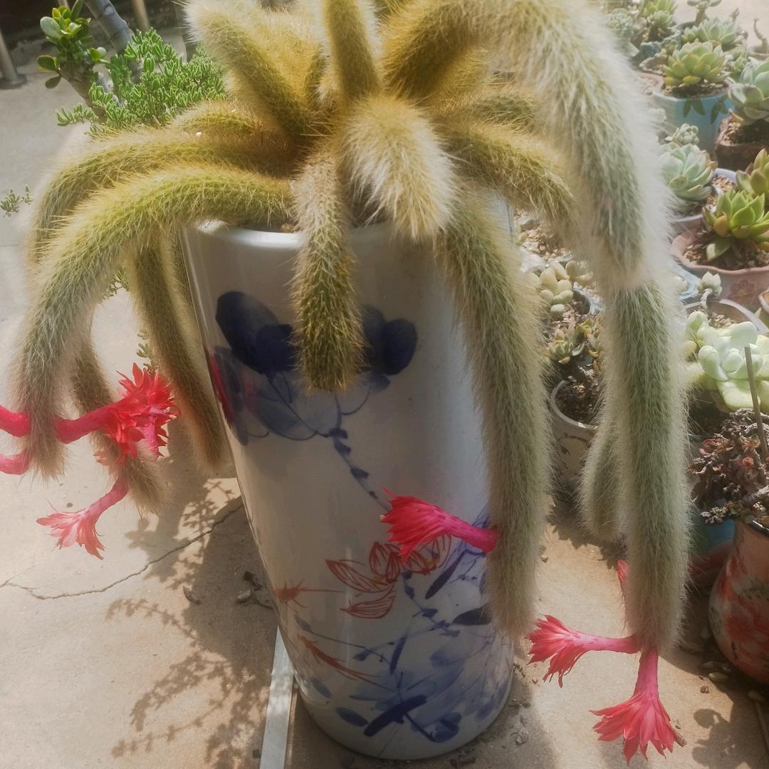 妞妞