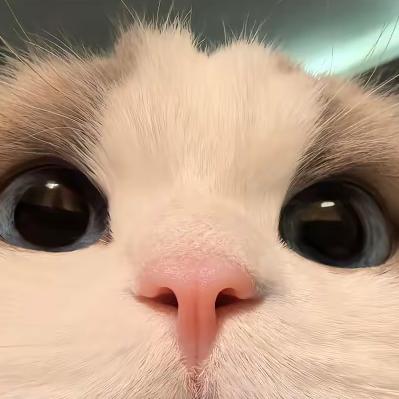 cici