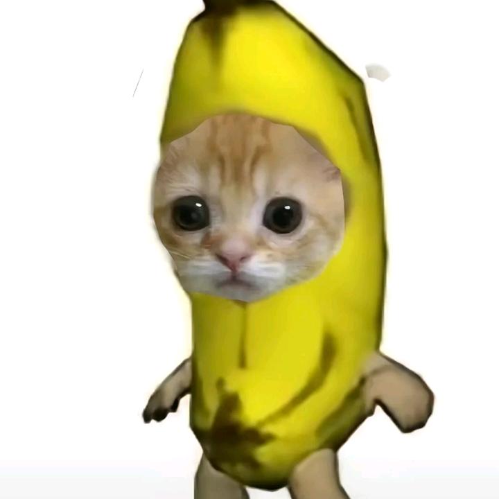香蕉猫