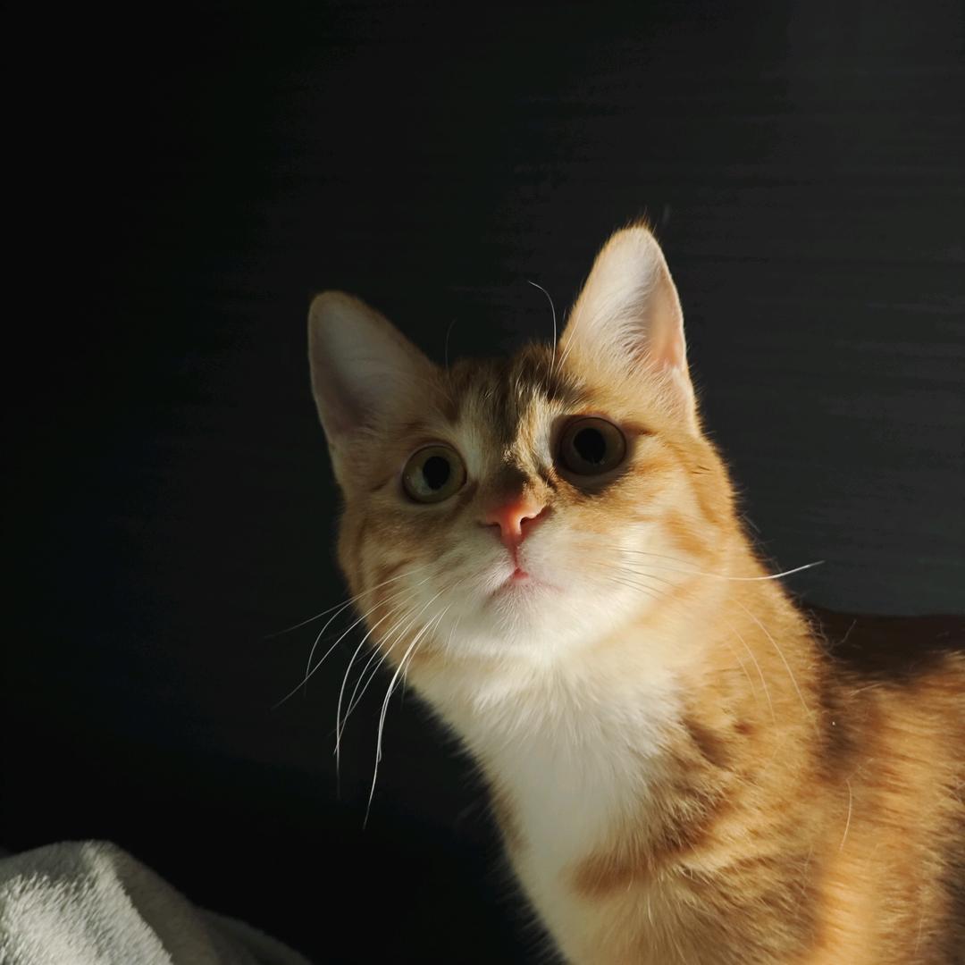 盼盼你去哪里呀