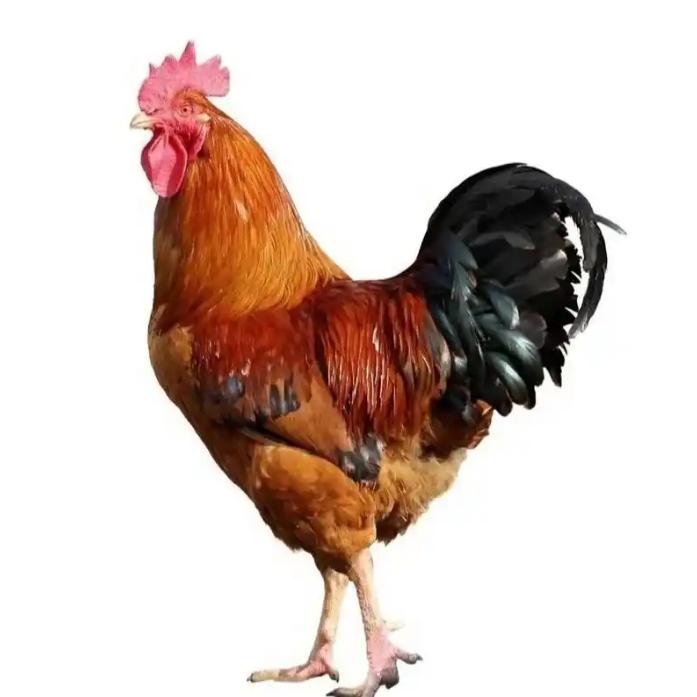 武进区礼嘉镇鸡满园