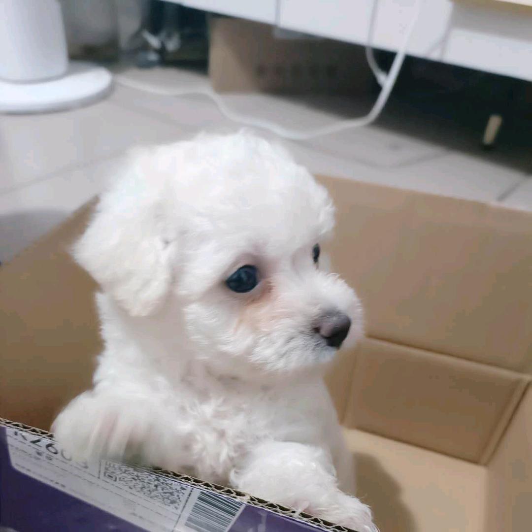 六一是只小比熊