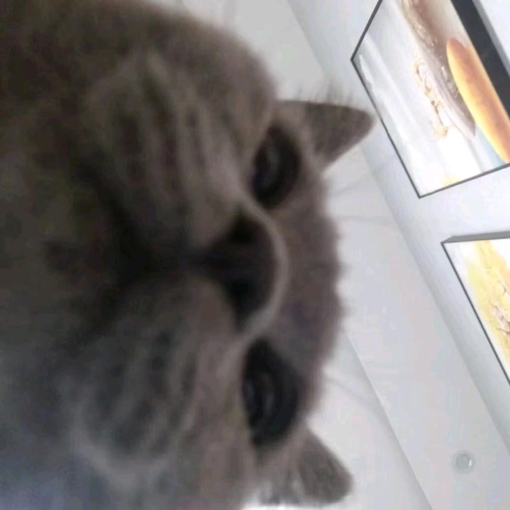 娇娇熊