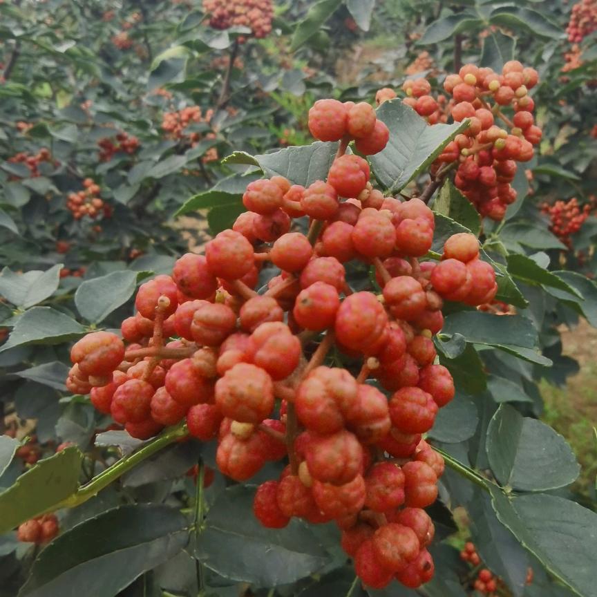 爱叮咚的小游侠