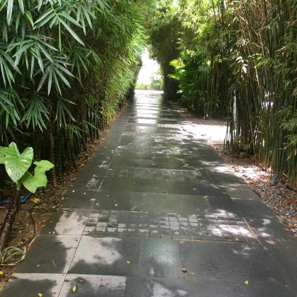 开心果