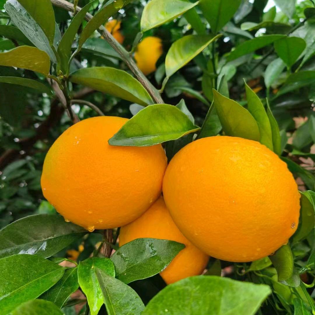 青橙