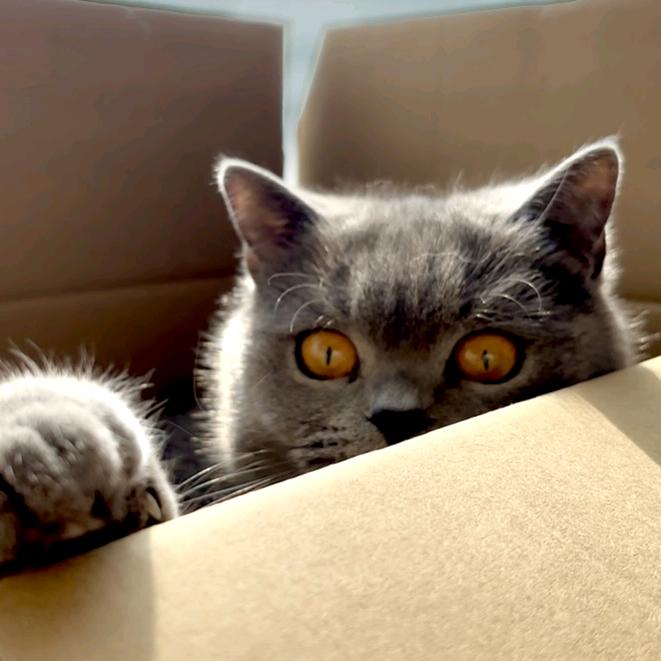 妹妹是只男猫