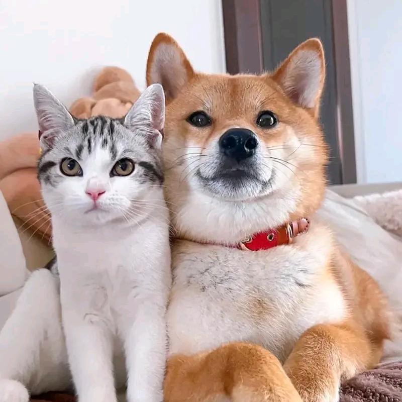 涵宝宠物