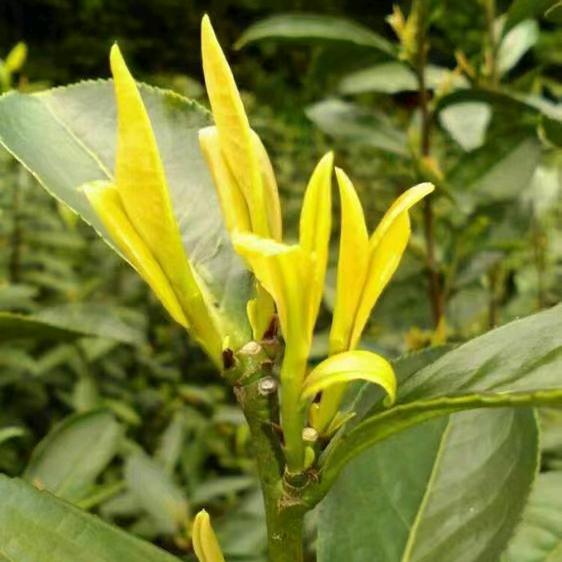 九百金芽丰香棵兴茶树种植技术