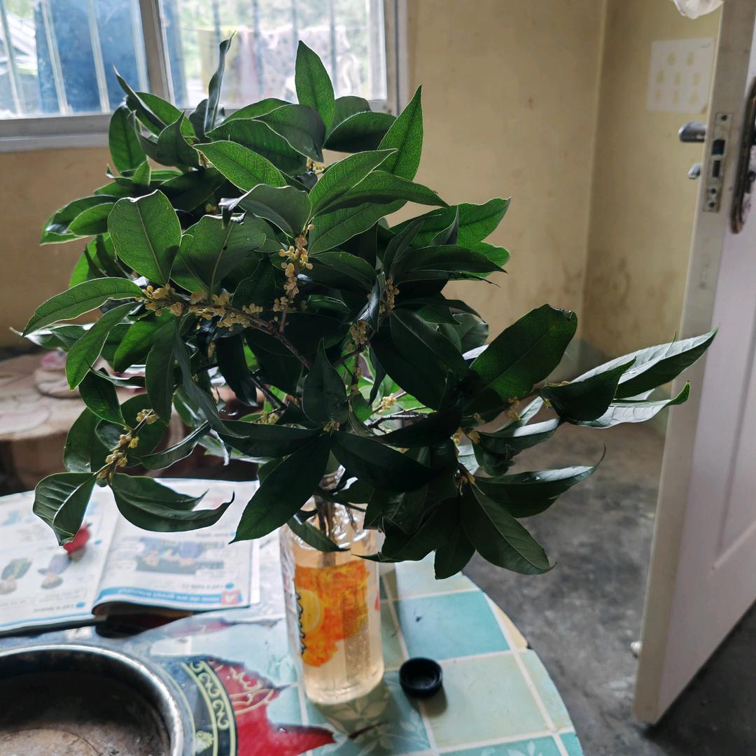 浩哥女装（直播返场）
