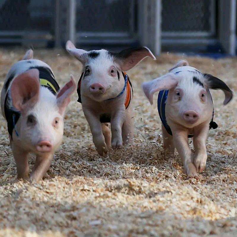 四只猪🐷