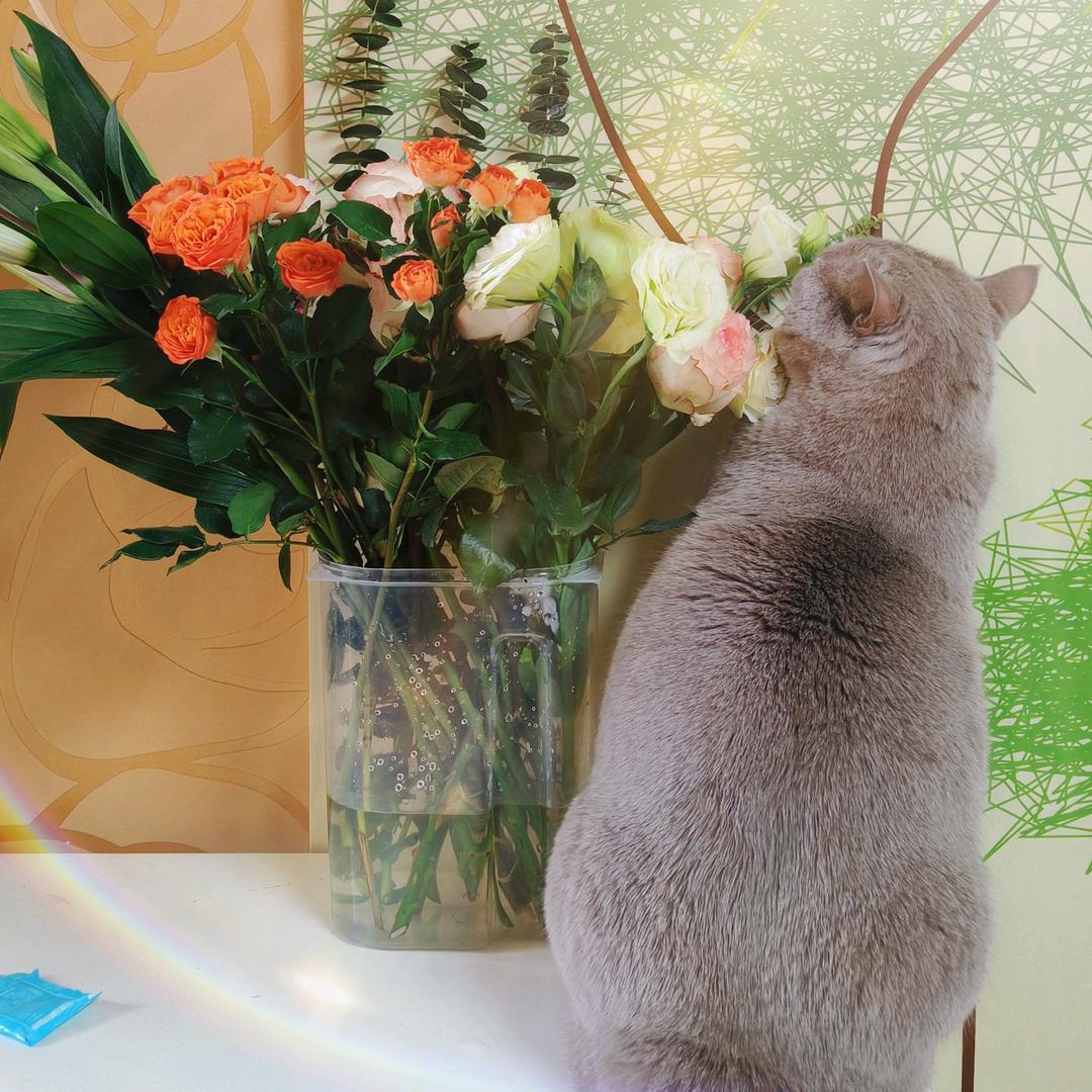 莲莲莲呀