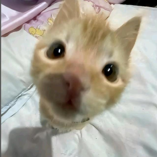 humb