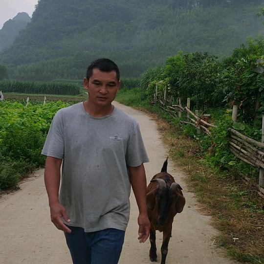 放羊的李哥