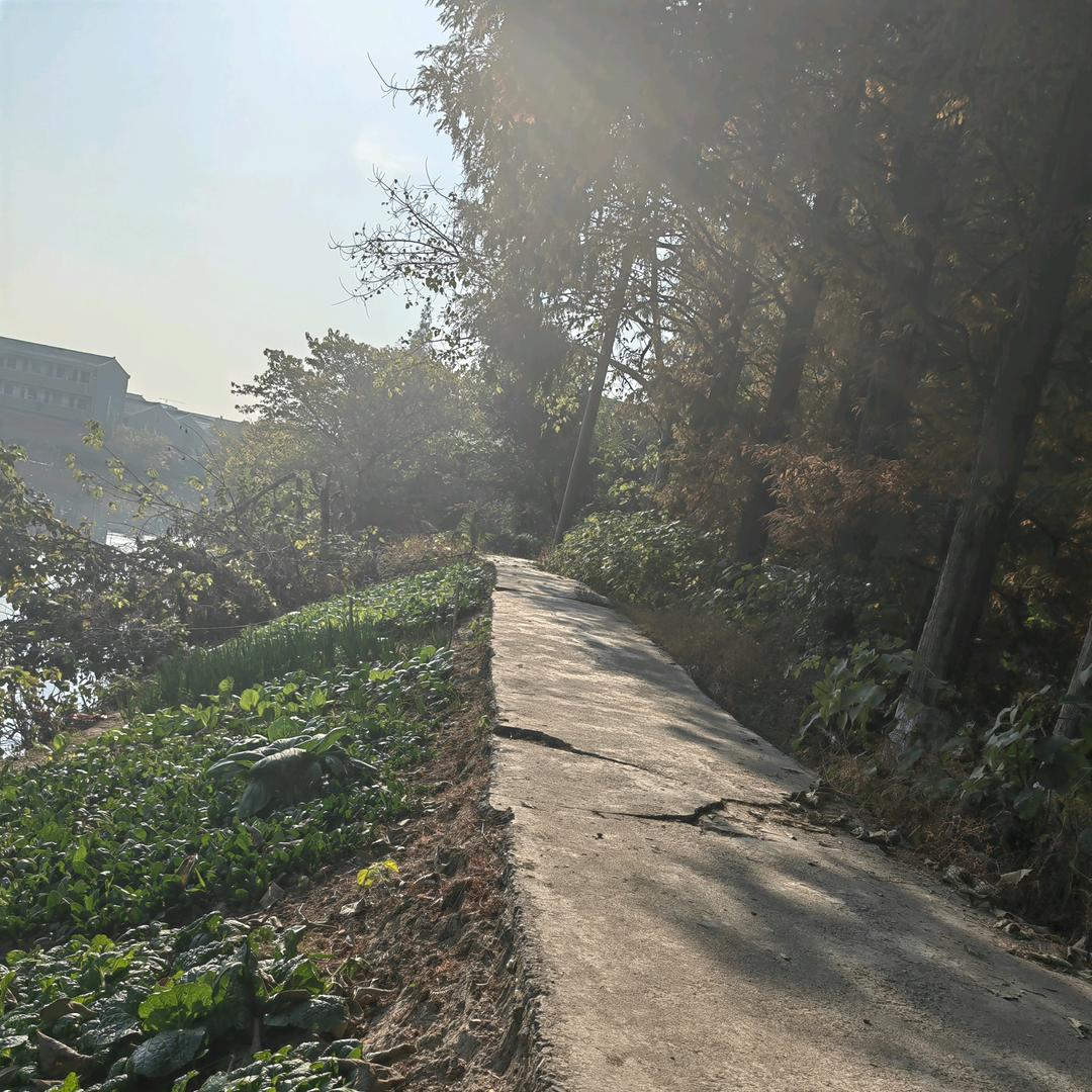 野钓李子
