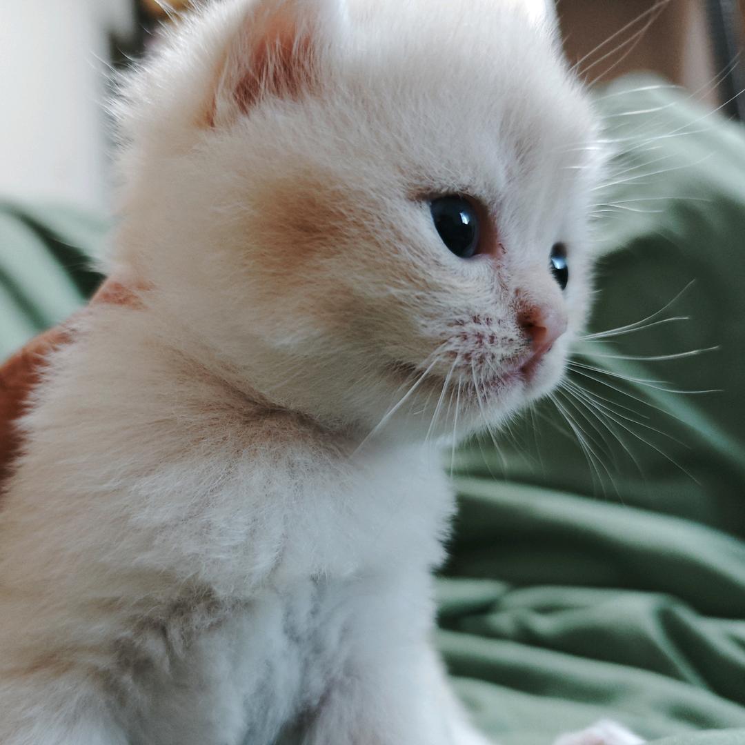 金豆子繁育人（要😻私）