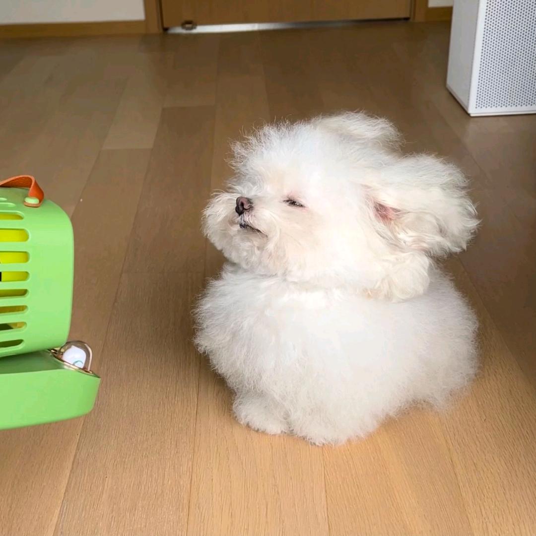 潦草小狗