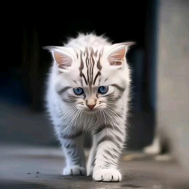 小小猫