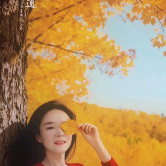 伤过的心不会在痛