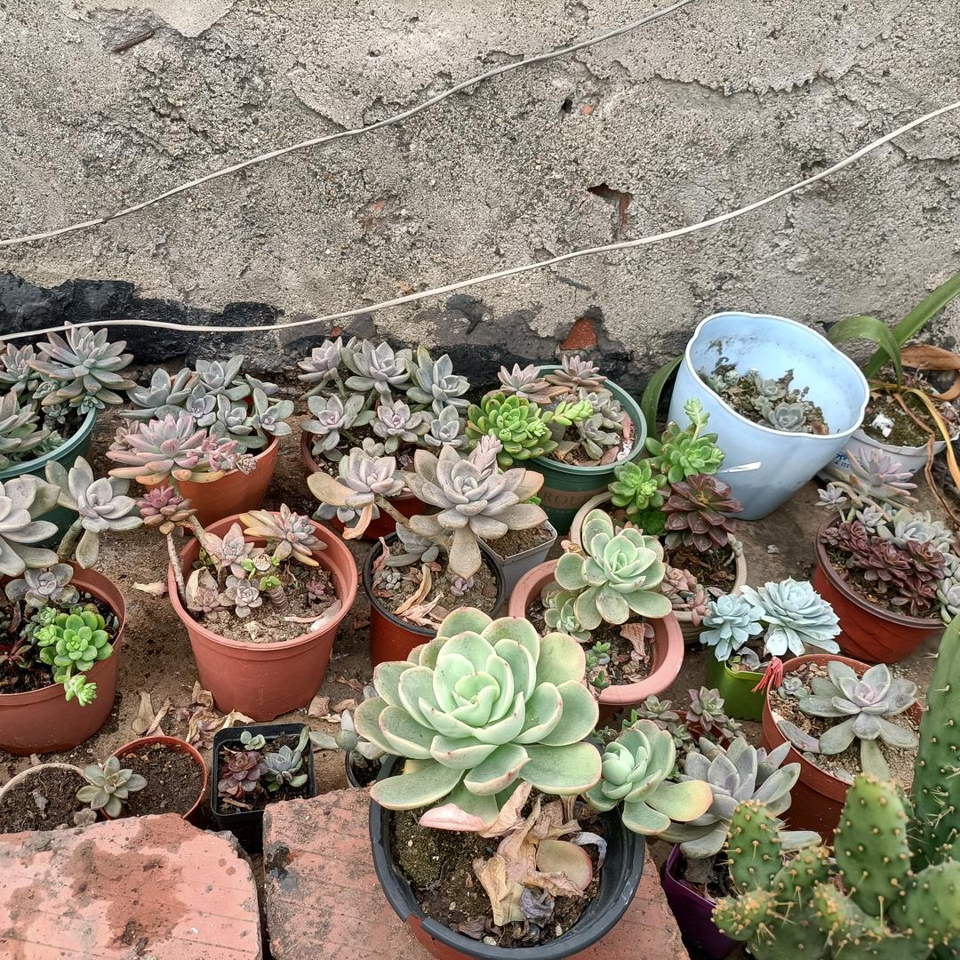 焱宝宝（不定时开播）