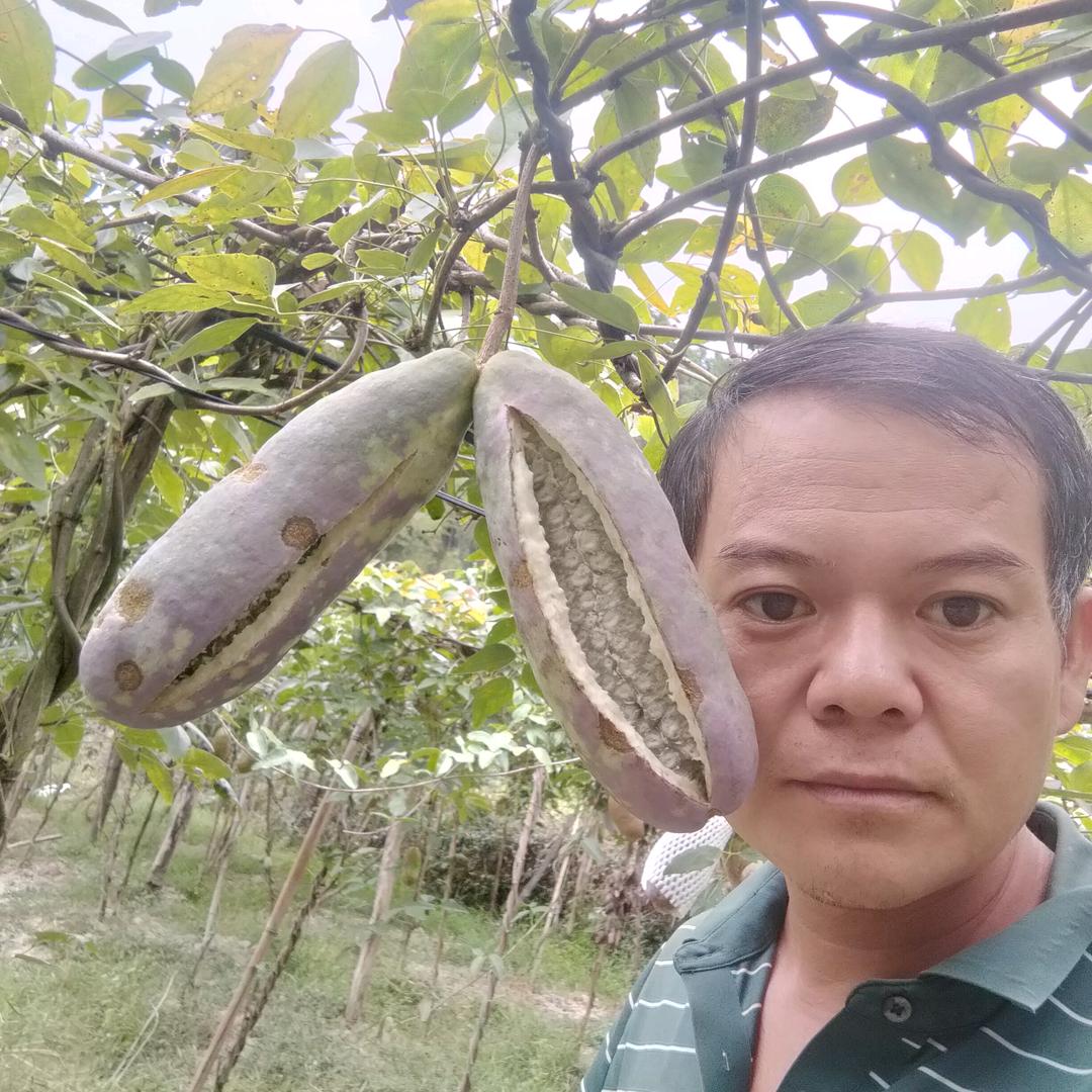 庐山西海八月瓜.灿炸.九月黄布福娜黑老虎