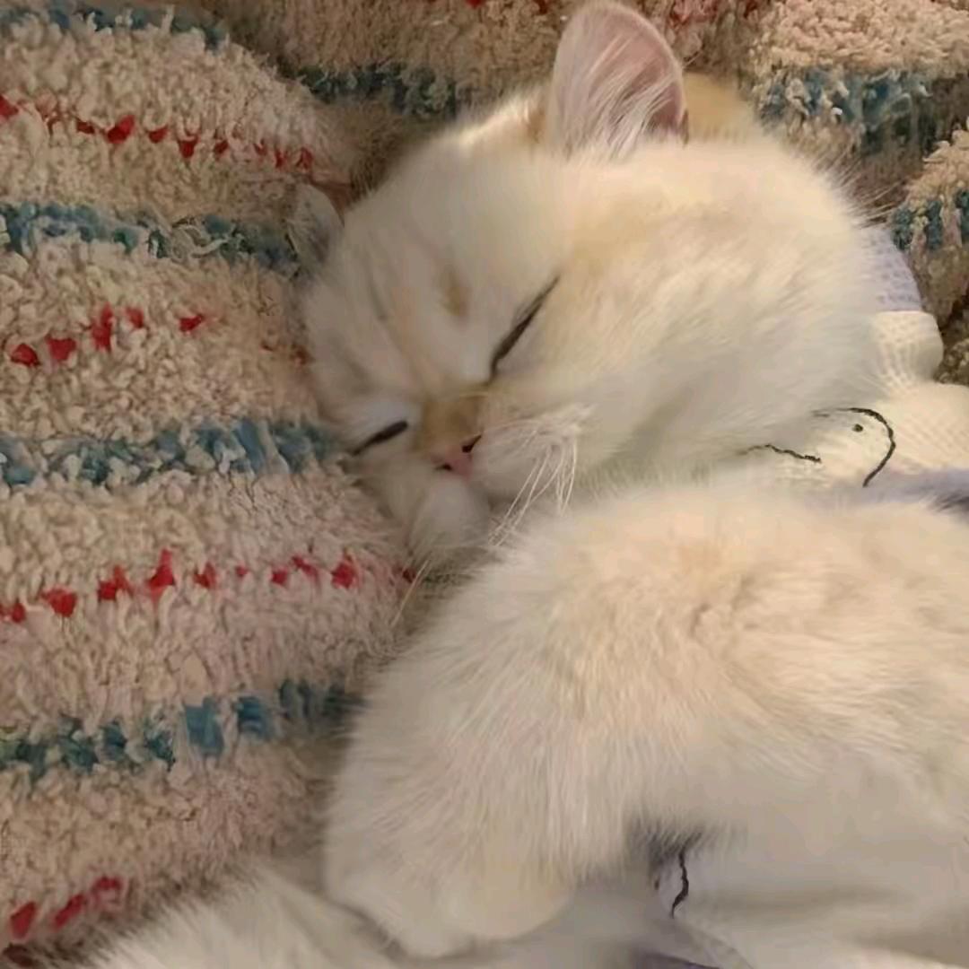 小七..