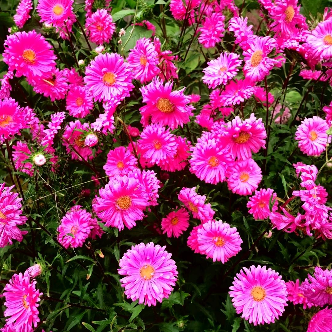 淡🌸雅
