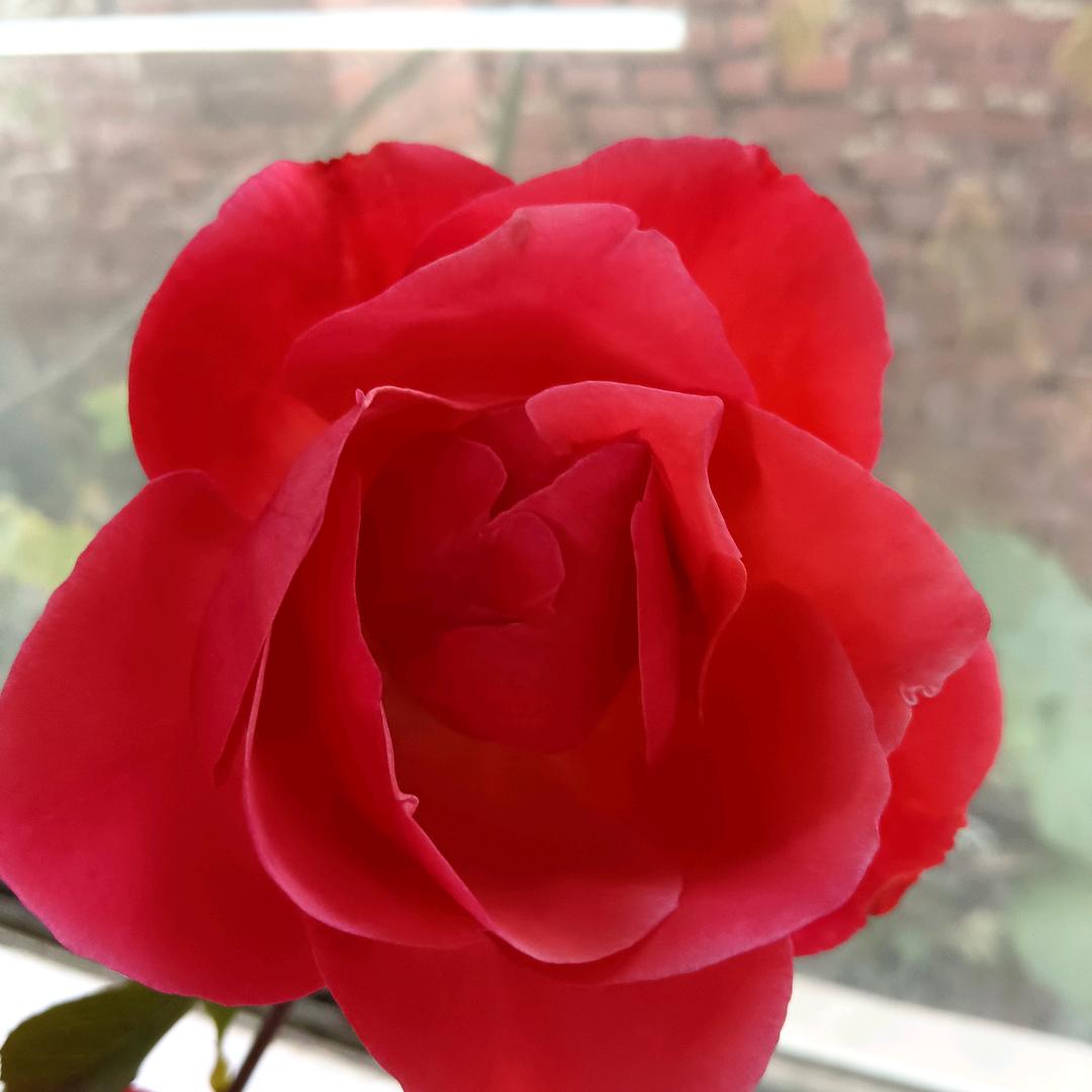 烟花