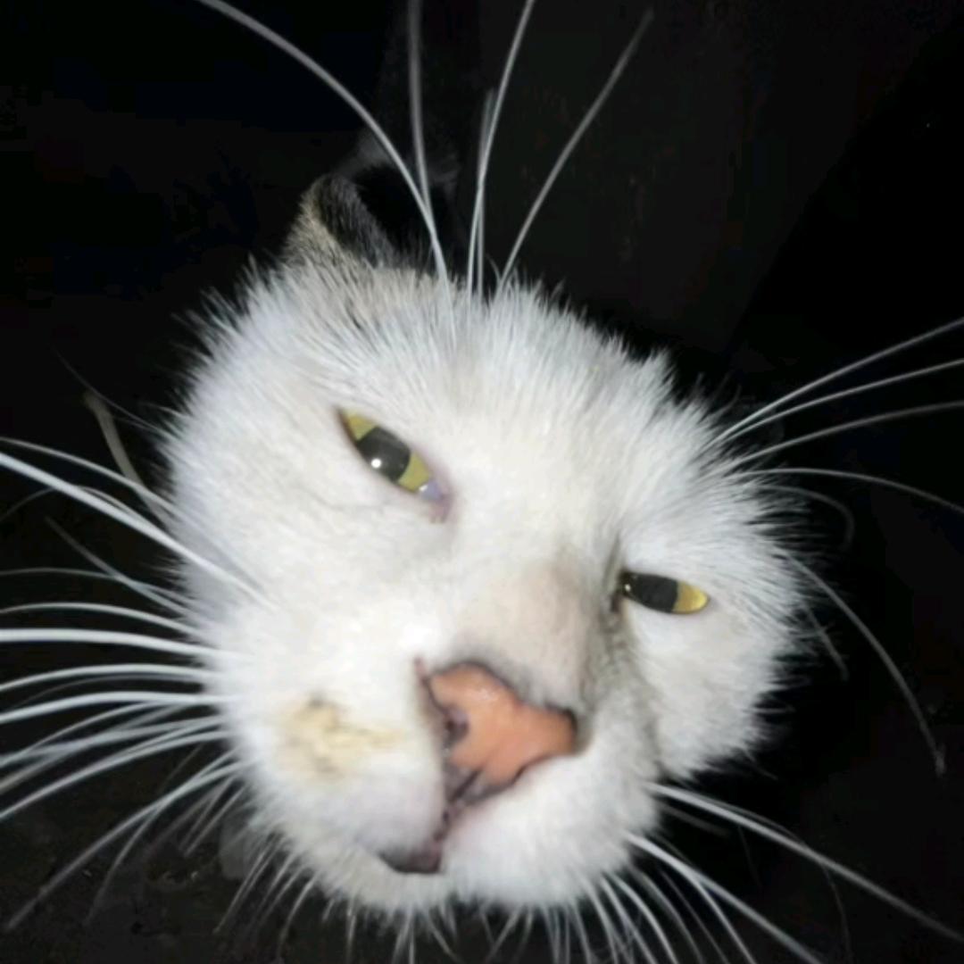 再吃一串淀粉肠