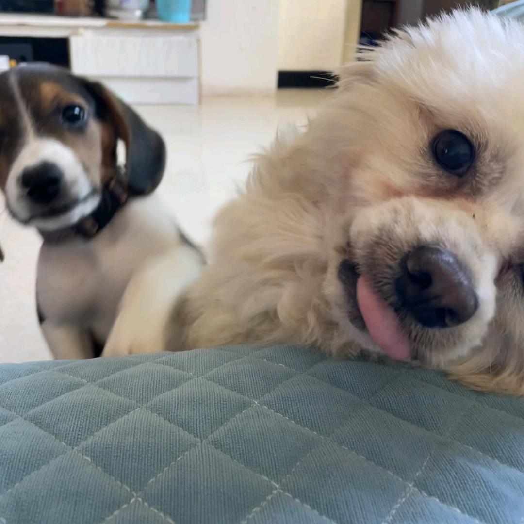 毛豆和芒果的日常