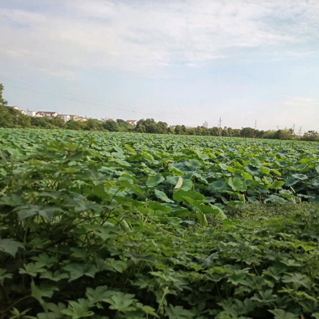 柯芙尼全屋定制