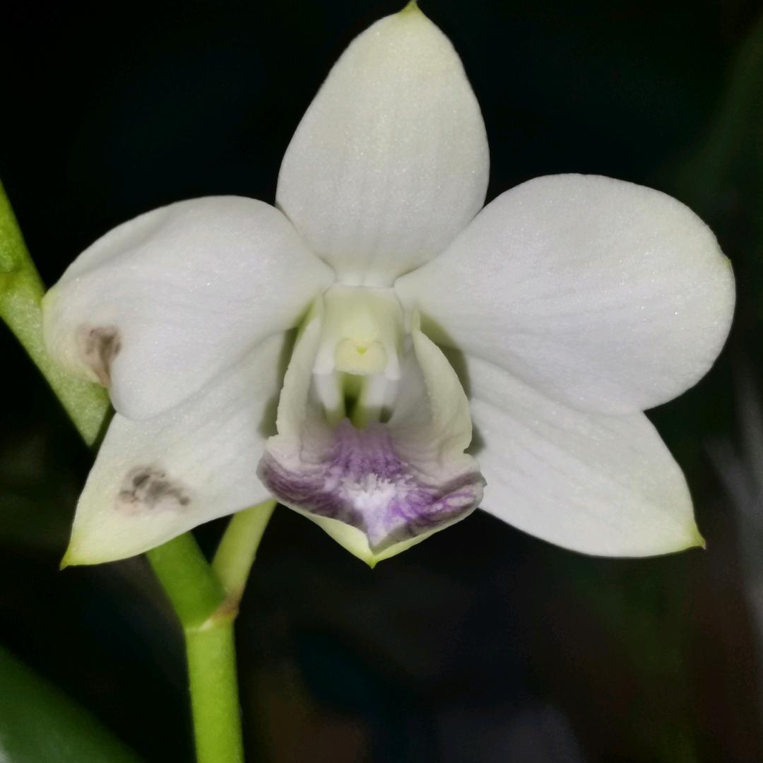 Gree森