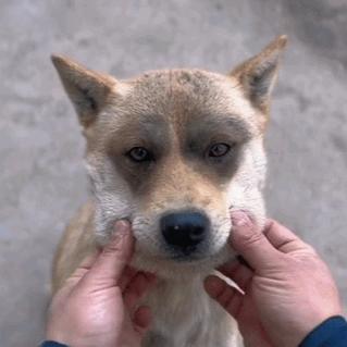 东汉末年闹鸡瘟刘备怒斩菜虚鲲