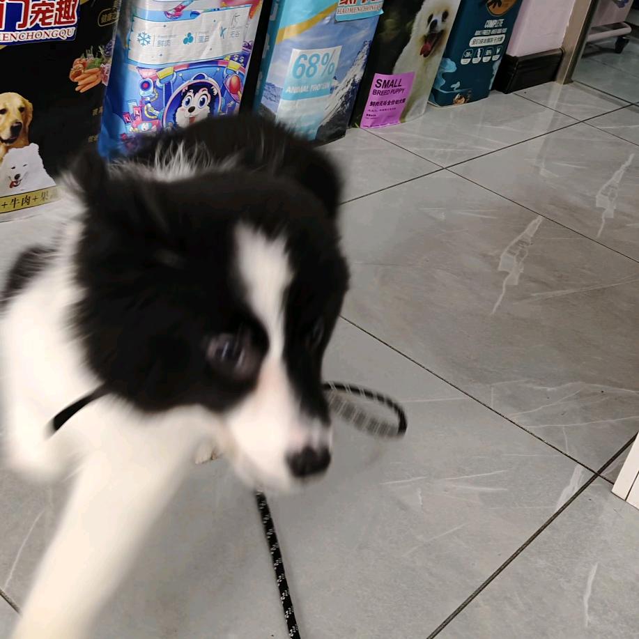 赵出息（三角洲）