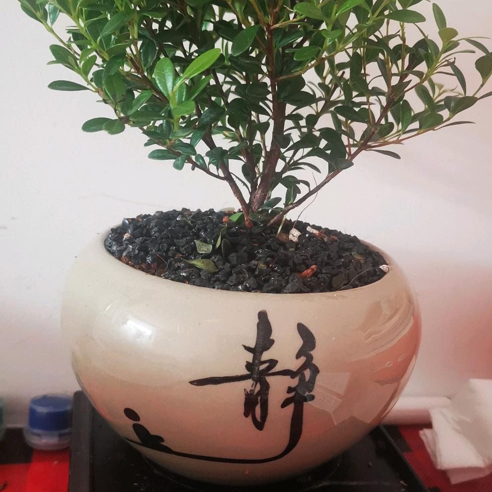 心静才是王道